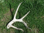 deer shed 10