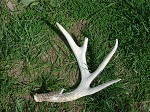 deer shed 11