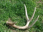 deer shed 12