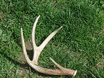deer shed 13