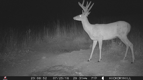 trail cam pictures 1