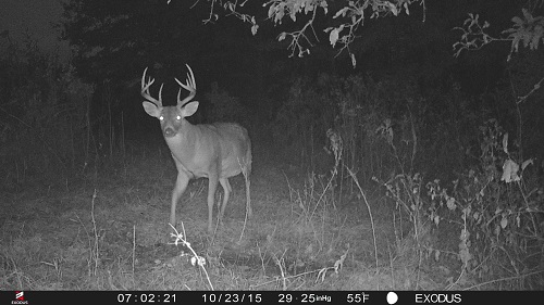 Blaze Trail Cam Photos-2015
