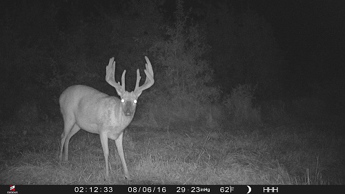Blaze Trail Cam Photos-2016