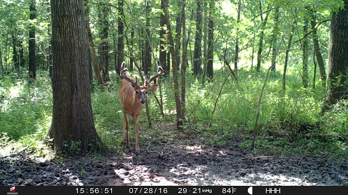 trail cam pictures 3