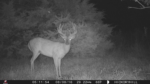 Hedgehog Trail Cam Photos-2016