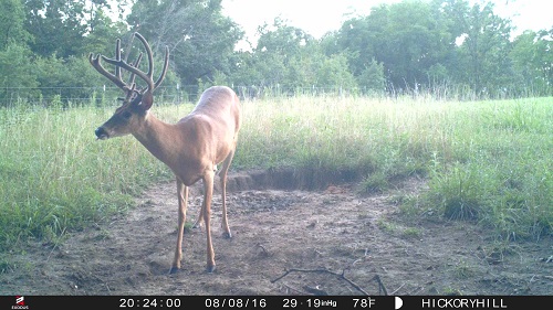 trail cam pictures 4