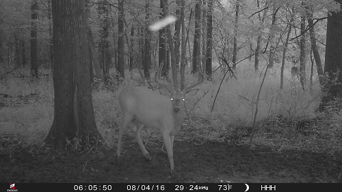 trail cam pictures 7