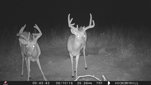 trail cam pictures 8