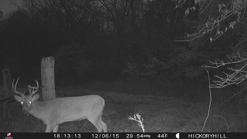 Roy Boy Trail Cam Photos-2015