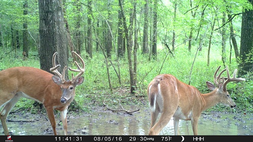 trail cam pictures 9