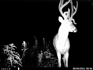 Trail Cam Photos