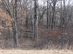 tree stand 1