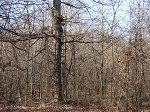 tree stand 14