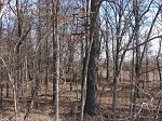 tree stand 2