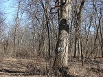 tree stand 9